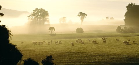 Framed Farmland &amp; Sheep Southland New Zealand Print