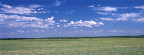 Framed Herd of Bison on prairie Cheyenne WY USA Print