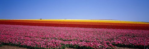 Framed Field Of Flowers, Near Encinitas, California, USA Print