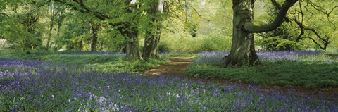 Framed Bluebells in a forest, Thorp Perrow Arboretum, North Yorkshire, England Print