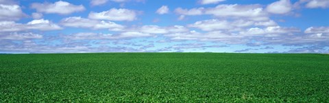 Framed Bush Bean Field, Mcminnville, Oregon, USA Print