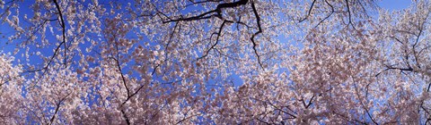 Framed Low angle view of cherry blossom trees, Washington State, USA Print