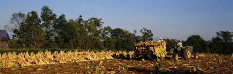 Framed Two people harvesting tobacco, Winchester, Kentucky, USA Print