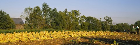 Framed Tractor in a tobacco field, Winchester, Kentucky, USA Print
