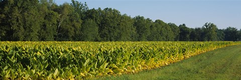 Framed Crop of tobacco in a field, Winchester, Kentucky, USA Print