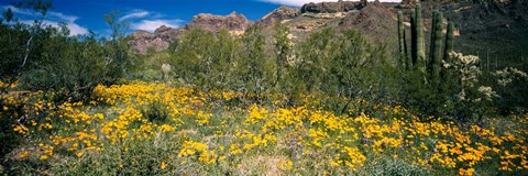 Framed Flowers in a field, Organ Pipe Cactus National Monument, Arizona, USA Print
