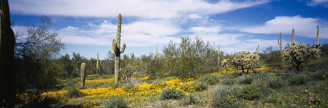 Framed Poppies and cactus on a landscape, Organ Pipe Cactus National Monument, Arizona, USA Print