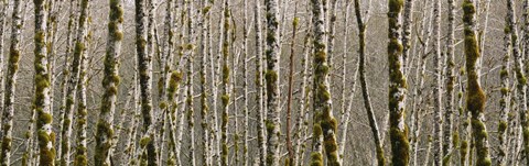 Framed Trees in the forest, Red Alder Tree, Olympic National Park, Washington State, USA Print