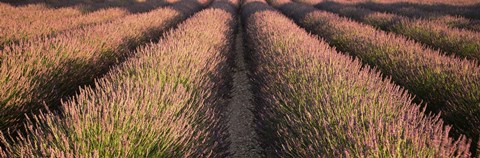 Framed Rows Lavender Field, Pays De Sault Provence, France Print