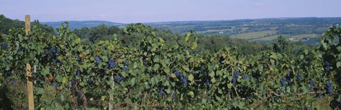 Framed Bunch of grapes in a vineyard, Finger Lakes region, New York State, USA Print