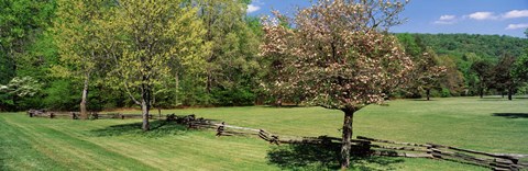 Framed Trees on a field, Davidson River Campground, Pisgah National Forest, Brevard, North Carolina, USA Print