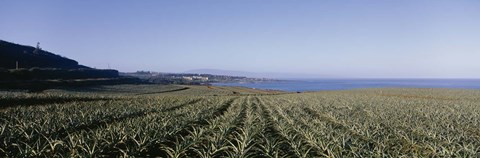 Framed Pineapple field on a landscape, Kapalua, Maui, Hawaii, USA Print