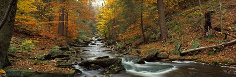 Framed Fall Trees Kitchen Creek PA Print