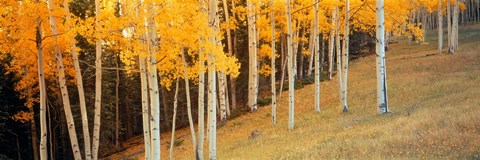 Framed Aspen trees in a field, Ouray County, Colorado, USA Print
