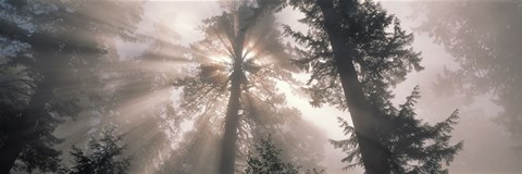 Framed Trees Redwood National Park, California, USA Print
