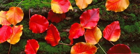 Framed Fall Leaves Sacramento CA USA Print