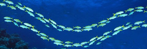 Framed School of fish Great Barrier Reef Australia Print