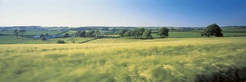 Framed Field Near Barnstaple, North Devon, England, United Kingdom Print