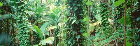 Framed Vegetation Seychelles Print