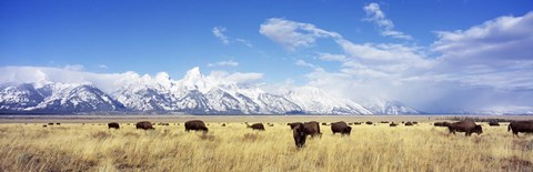 Framed Bison Herd, Grand Teton National Park, Wyoming, USA Print