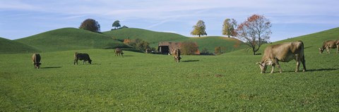 Framed Cows grazing on a field, Canton Of Zug, Switzerland Print