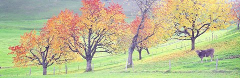 Framed Cow Cantone Zug Switzerland Print