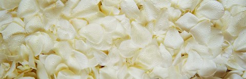 Framed White Rose Petals Print