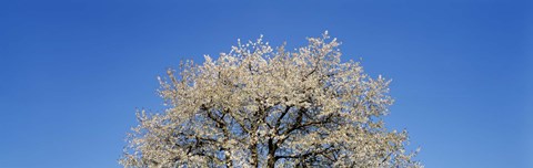 Framed Cherry Blossoms, Switzerland Print