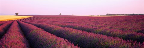 Framed Lavender crop on a landscape, France Print
