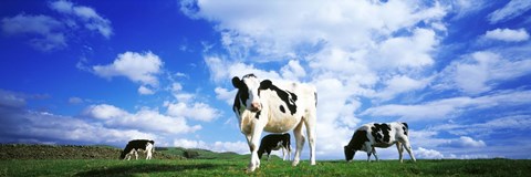 Framed Cows In Field, Lake District, England, United Kingdom Print