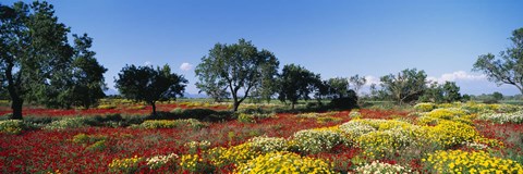 Framed Poppy Meadow with Almond Trees, Majorca, Spain Print