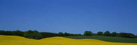 Framed Trees on a rape field, Germany Print
