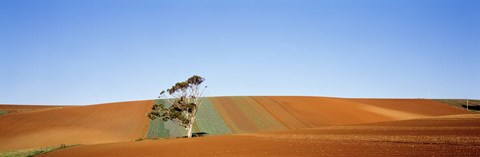 Framed Australia Print