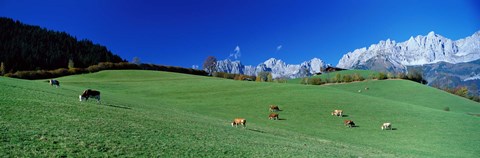 Framed Cattle Graze in Alps Wilder Kaiser Going Austria Print