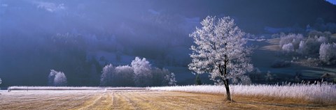 Framed Trees With Frost, Franstanz, Tyrol, Austria Print