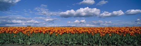 Framed Clouds over a tulip field, Skagit Valley, Washington State, USA Print