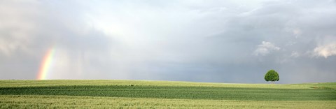 Framed Rainbow and storm clouds over a field, Zurich Canton, Switzerland Print