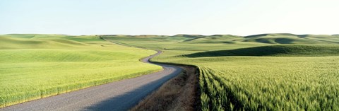 Framed Gravel Road Through Barley and Wheat Fields WA Print