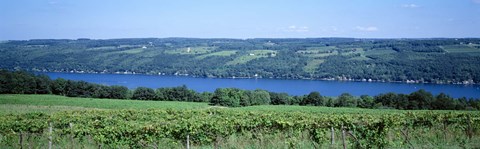 Framed Vineyard with a lake in the background, Keuka Lake, Finger Lakes, New York State, USA Print