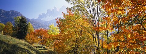 Framed High angle view of trees in a forest, Geisler mountain group, Dolomites, Italy Print