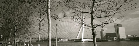 Framed Bridge Over A River, Erasmus Bridge, Rotterdam, Netherlands Print