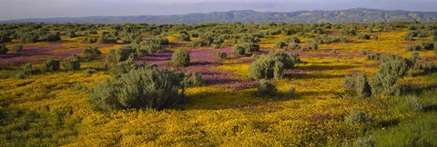 Framed High Angle View Of Wildflowers In A Landscape, Santa Rosa, Sonoma Valley, California, USA Print