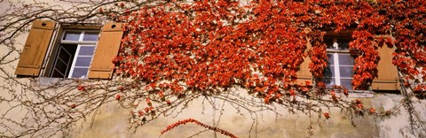 Framed Germany, Tuebingen, Red leaves grown on the walls Print