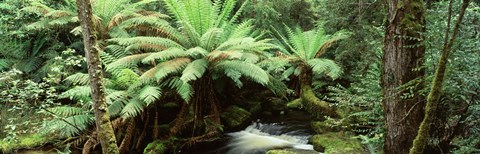 Framed Rainforest, Mt. Field National Park, Tasmania, Australia Print