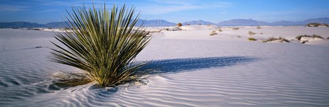 Framed Plant in the White Sands National Monument, New Mexico Print
