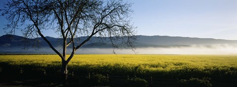 Framed Fog over crops in a field, Napa Valley, California, USA Print