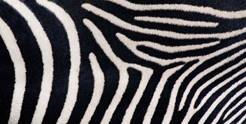 Framed Close-up of Greveys zebra stripes Print