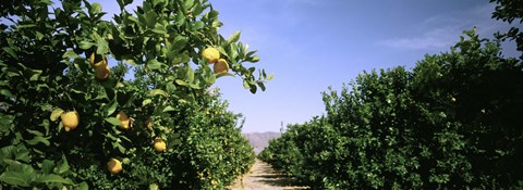 Framed Crop Of Lemon Orchard, California, USA Print