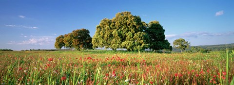 Framed Flowers in a field, Andalusia, Spain Print