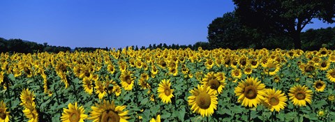 Framed Sunflowers In A Field, Provence, France Print